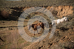 Two horses going down into ravine for water