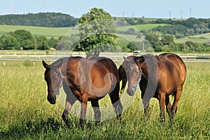 two horses at grass photo