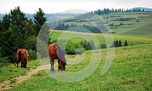 Two horses on grassland in mountains with green hills in bacground