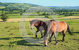 Two horses graze on a farmland