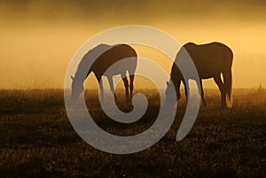 Two horses graze on a field on a background of fog