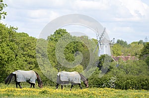 Two horses graze in a field of yellow flowers with windmill behind