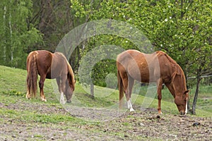 Two horses graze on a green meadow