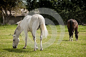 Two horses graze in the meadow.