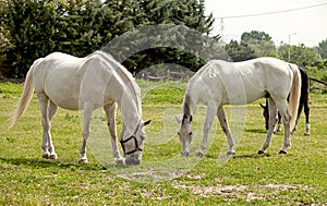 Two horses graze in the meadow.