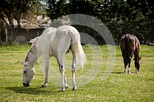 Two horses graze in the meadow. photo