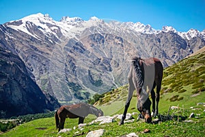 Two horses graze in a meadow in the mountains