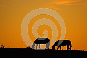 Two horses graze in a meadow while the sun begins to rise