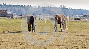 Two horses graze in the meadow. Twain beautiful horses