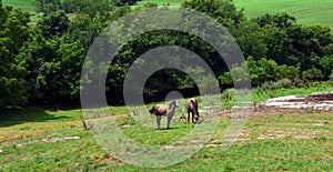 Grazing Horses in Field in Virginia