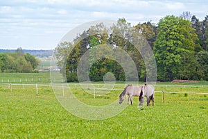 Two horses graze in the pasture