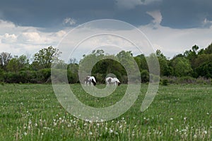 Two horses graze in pasture on cloudy day