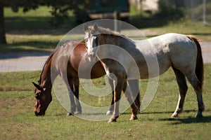 Two Horses Grazing