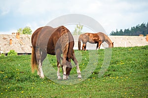 Two horses grazing in a beautiful green pasture on a farm. Brown horses in a green pasture. Czech Republic