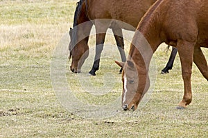 Two Horses Grazing In A Field