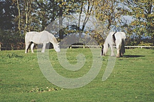 Two horses Grazing in a field in autumn time