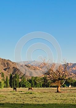 Two horses grazing in a field in Uspallata, Mendoza, Argentina