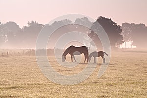 Two horses grazing in fog