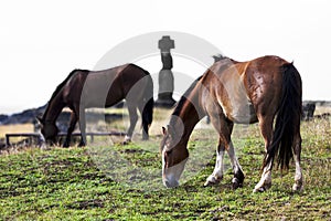 Two horses grazing in frotn of a moai