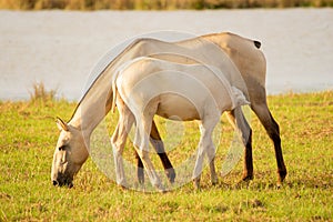 two horses grazing on the grass near a body of water