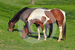 Two horses grazing in a green meadow