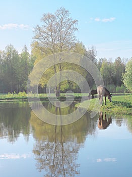 Two horses grazing in green pasture under green birch tree by blue pond