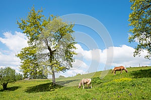 Two horses grazing on lush green pasture, sunny spring landscape upper bavaria