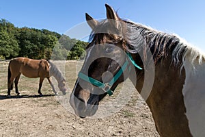 Two horses grazing in a meadow