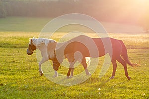 Two horses grazing in a meadow at the sunset