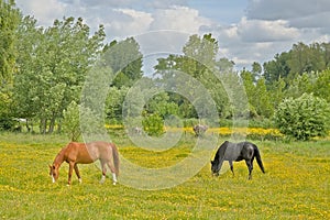 Two horses grazing in a meadow with yellow flowers and green trees in the Flemish countryside