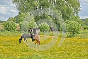 Two horses grazing in a meadow with yellow flowers and green trees in the Flemish countryside