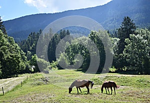 Two horses grazing in a mountain meadow in Trentino