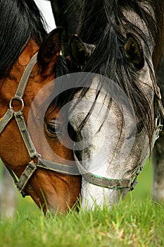 Two horses grazing in a pasture