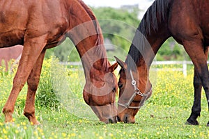 Two horses grazing on the pasture