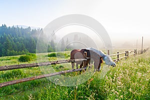 Two horses grazing on the pasture in morning fog.