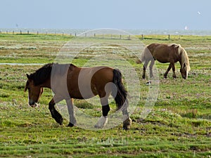 Two horses grazing peacefully in a lush, open field. East Frisia, Germany.