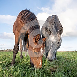 two horses in green grassy meadow under blue sky in holland near utrecht