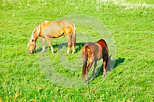 Two horses on the green steppe