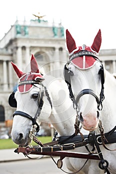 Two horses with harness