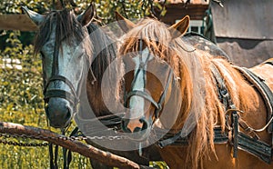 Two horses in a harness. Horses on a rural farm