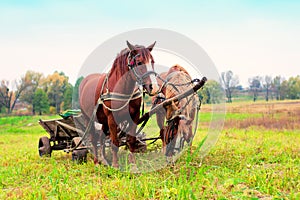 Two horses harnessed to a cart