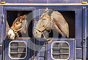 Two horses heads sticking out of windows of old rusty livestock trailer - close-up