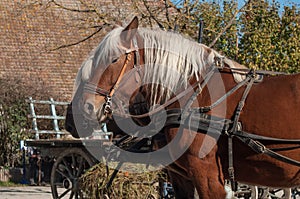 two horses hitched to a cart in alsatian village