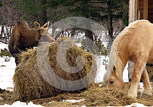 two horses and a horse eating hay in a snow - covered pen