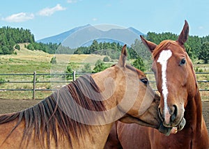 Two horses kissing