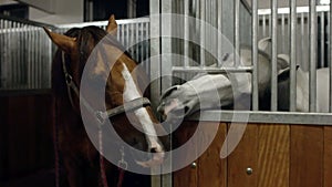 Two horses kissing in stables. Two horse kissing together. Brown and white horse are kissing.