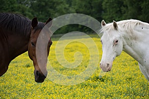 Two horses looking at camera