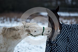 Two horses love each other.