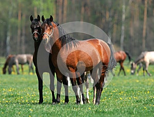 Two horses in love photo