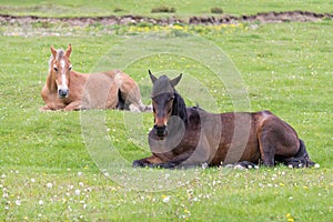 Two horses lying on the meadow